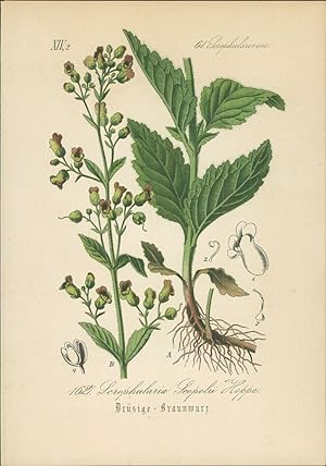 Seller image for Chromolithographie : Drsige Braunwurz. Scopoli-Braunwurz. Scrophularia Scopolii Hoppe. Scrophulariaceae. Syn. S. glandulosa W. K. S. uriculata Scop. S. grandidentata Ten. for sale by Bcher bei den 7 Bergen