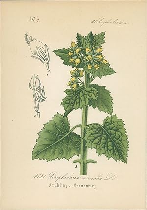 Seller image for Chromolithographie : Frhlings-Braunwurz. Scrophularia vernalis L. Scrophulariaceae. Syn. Ceramanthe vernalis Reichb. S. latifolia Host. for sale by Bcher bei den 7 Bergen