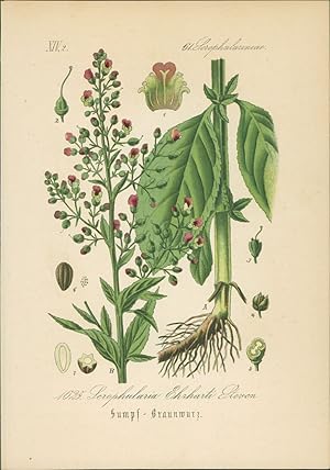 Seller image for Chromolithographie : Sumpf-Braunwurz. Scrophularia Ehrharti Steven. Scrophulariaceae. Syn. S. aquatica Koch for sale by Bcher bei den 7 Bergen