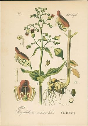 Seller image for Chromolithographie : Knotige Braunwurz. Knoten-Braunwurz. Scrophularia nodosa L. Scrophulariaceae. for sale by Bcher bei den 7 Bergen
