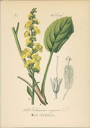 Bild des Verkufers fr Chromolithographie : Wald-Lichtkerze. Schwarze Knigskerze. Verbascum nigrum L. Scrophulariaceae. Auch: Dunkel-Knigskerze. zum Verkauf von Bcher bei den 7 Bergen