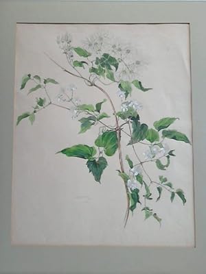 Image du vendeur pour Aquarell Blumenbild: Waldrebe mis en vente par Celler Versandantiquariat