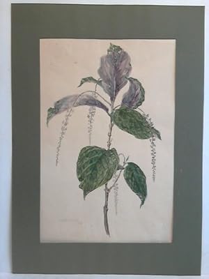 Image du vendeur pour Aquarell Blumenbild: Phytolaccaeae Ledenbergia mis en vente par Celler Versandantiquariat