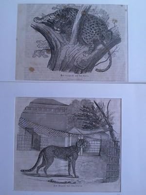 Seller image for Ein Gepard aus Abyssinien / Der Leopard auf der Lauer. Zusammen 2 Original-Holzstiche for sale by Celler Versandantiquariat