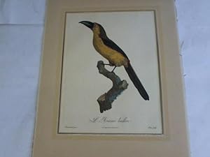 Seller image for L'Aracari Baillon. Lithographie um 1960 unter einem Passepartout for sale by Celler Versandantiquariat