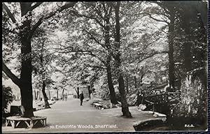 Sheffield Postcard Endcliffe Woods Real Photo 1929