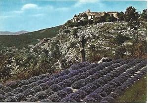 Bild des Verkufers fr POSTAL L00594: Campos de lavanda en Gourdon, Francia zum Verkauf von EL BOLETIN