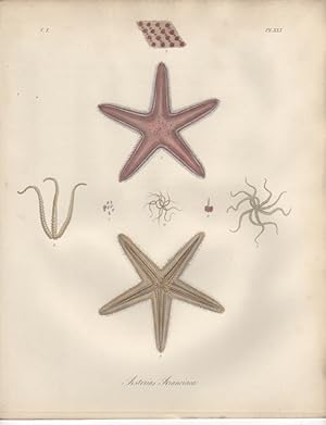 ASTERIAS ARANCIACA,1851 Zoological and Natural History Colored Engraved Print