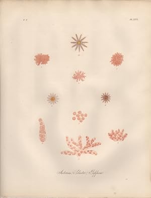 ASTERIAS SOLASTER PAPPOSA,1851 Zoological and Natural History Colored Engraved Print