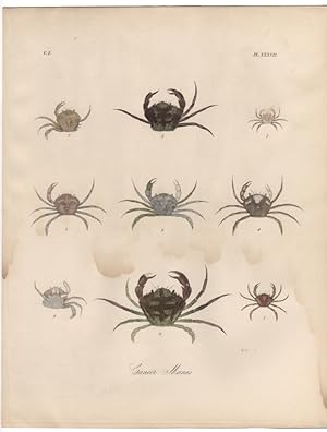 CANCER MOENAS,1851 Zoological and Natural History Colored Engraved Print