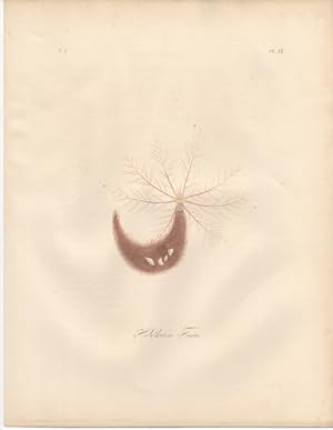 HOLOTHURIA FUSUS,Sea Cucumber,1851 Zoological and Natural History Colored Engraved Print