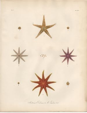 ASTERIAS RUBENS and ASTERIAS ENDECA,1851 Zoological and Natural History Colored Engraved Print