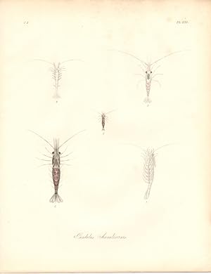 PANDALUS ANNULICORNIS,RING HORN SHRIMP,1851 Zoological and Natural History Colored Engraved Print