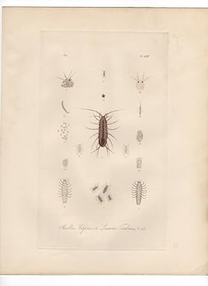 ASELLUS VUGARIS,LIMNORIA TEREBRANS ,1851 Zoological and Natural History Colored Engraved Print