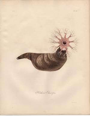 HOLOTHURIA PHANTAPUS,1851 Zoological and Natural History Colored Engraved Print