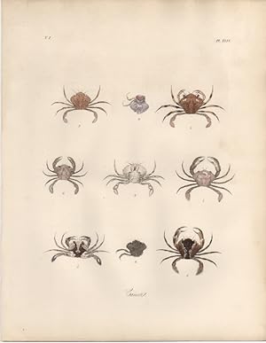 CANCER PORTUNAS PUSILLUS,1851 Zoological and Natural History Colored Engraved Print