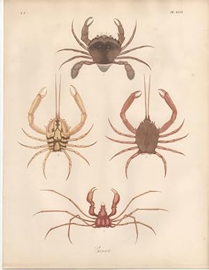 CANCER CORYSTES CASSIVELAUNUS,1851 Zoological and Natural History Colored Engraved Print