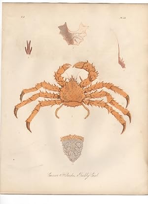 CANCER HORRIDUS,MAIA LITHODES,THE PRICKLY CRAB,1851 Zoological and Natural History Colored Engrav...