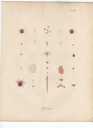 HYDRACHNA FEROX,1851 Zoological and Natural History Colored Engraved Print