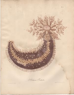 HOLOTHURIA PENTACTUS,Orange Footed Sea Cucumber,1851 Zoological and Natural History Colored Engra...