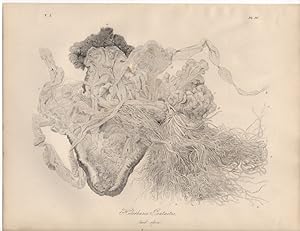 HOLOTHURIA PENTACTUS LAID OPEN,Orange Footed Sea Cucumber,1851 Zoological and Natural History Bla...