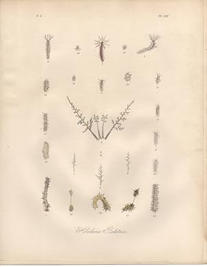 HOLOTHURIA BODOTRICE,1851 Zoological and Natural History Colored Engraved Print