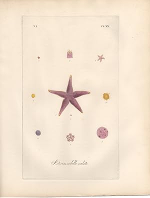 ASTERIAS CRIBELLA OCULATA,1851 Zoological and Natural History Colored Engraved Print