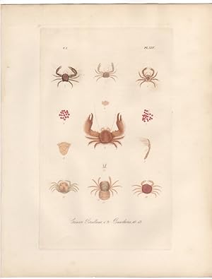 CANCER PORCELLANA ,PINNOTHERES,1851 Zoological and Natural History Colored Engraved Print