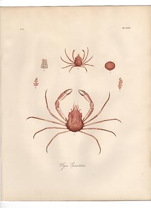 CANCER HYAS COARCTATUS ,1851 Zoological and Natural History Colored Engraved Print