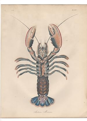 ASTACUS MARINUS THE COMMON LOBSTER,1851 Zoological and Natural History Colored Engraved Print