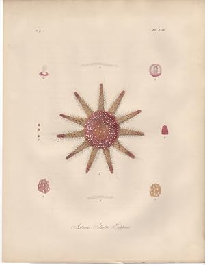 ASTERIAS SOLASTER PAPPOSA,1851 Zoological and Natural History Colored Engraved Print