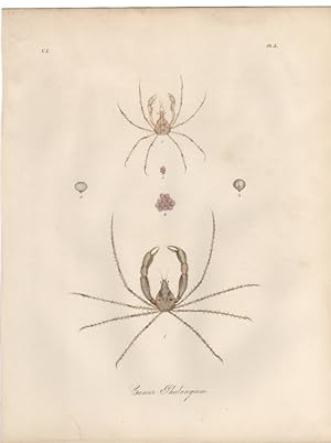 CANCER PHALANGIUM,MACROPODIA PAHALANGIUM Leach The Spider Crab,1851 Zoological and Natural Histor...