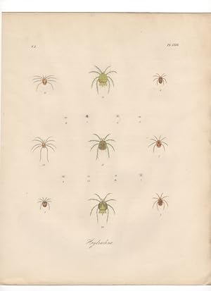 HYDRACHNA CRUENTA,1851 Zoological and Natural History Colored Engraved Print