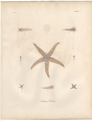 ASTERIAS RUBENS,1851 Zoological and Natural History Colored Engraved Print