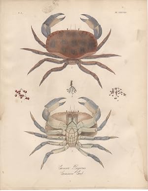 CANCER PAGURUS COMMON CRAB,1851 Zoological and Natural History Colored Engraved Print