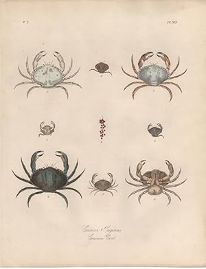 CANCER PAGURUS COMMON CRAB,1851 Zoological and Natural History Colored Engraved Print