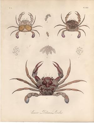 CANCER PORTUNYS LIVIDUS,1851 Zoological and Natural History Colored Engraved Print