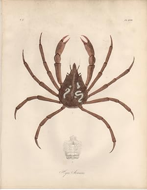 HYAS ARANEUS ,1851 Zoological and Natural History Colored Engraved Print