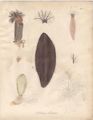 HOLOTHURIA PENTACTUS,Orange Footed Sea Cucumber,1851 Zoological and Natural History Colored Engra...