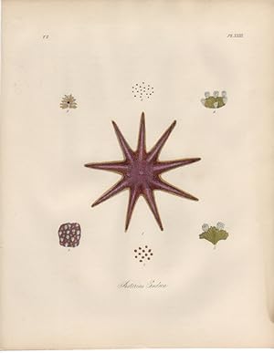 ASTERIAS ENDECA,1851 Zoological and Natural History Colored Engraved Print