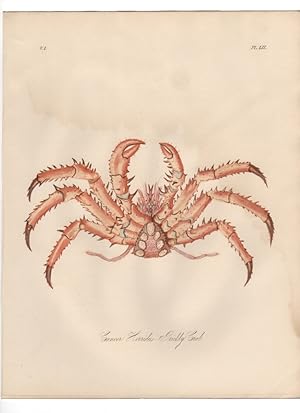 Seller image for CANCER HORRIDUS,MAIA LITHODES,THE PRICKLY CRAB,1851 Zoological and Natural History Colored Engraved Print for sale by Artisans-lane Maps & Prints