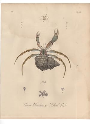 CANCER BERNHARDUS THE HERMIT CRAB,1851 Zoological and Natural History Colored Engraved Print