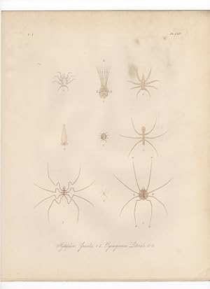 PYCNOGONUM LITTORALE The Whale Louse,1851 Zoological and Natural History Colored Engraved Print