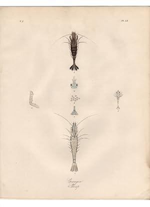 CRANGON SHRIMP,1851 Zoological and Natural History Colored Engraved Print