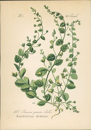 Bild des Verkufers fr Chromolithographie : Rundblttrige Erdwinde. Rundblttriges Lwenmaul. Linaria spuria Miller. Scrophulariaceae. Syn. 1. Antirrhinum spurium L. Cymbalaria spuria. Auch: Eiblttrige Tnnelkraut, Eiblttriges Schlangenmaul, Eiblttriges Leinkraut, Unechtes Tnnelkraut oder Ehrenbreissweible. zum Verkauf von Bcher bei den 7 Bergen