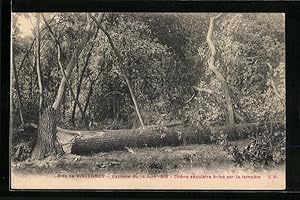 Carte postale Bois de Vincennes, Cyclone du Juin 1908 - Chene seculaire brise par la tempete, Unw...