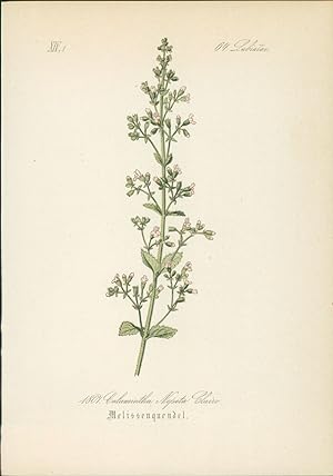 Seller image for Chromolithographie : Melissenquendel. Kleinbltige Bergminze. Calamintha Nepeta Clairv. Labiatae. Syn. Melissa Nepeta L. Thymus Nepeta Smith. for sale by Bcher bei den 7 Bergen