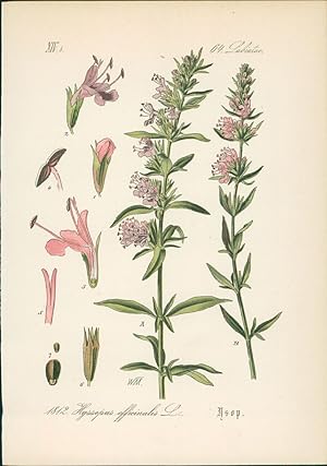 Seller image for Chromolithographie : Ysop. Hyssopus officinalis L. Labiatae. Auch: Bienenkraut, Duftisoppe, Echter Ysop, Eisenkraut, Hyssop, Eisop, Esope, Essigkraut, Gewrzysop, Heisop, Hisopo, Hizopf, Ibsche, Isop, Jsop, Ispen, Josefskraut oder Weinespenkraut. for sale by Bcher bei den 7 Bergen