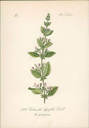 Seller image for Chromolithographie : Bergthymian. Calamintha thymifolia Rchb. Labiatae. Syn. C. rupestris Host. Satureja thymifolia Scopoli. for sale by Bcher bei den 7 Bergen