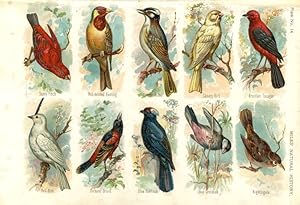 BIRDS MULTIPLE 1895 COLOUR ANTIQUE ART PRINT NATURAL HISTORY CHROMOLITHOGRAPH